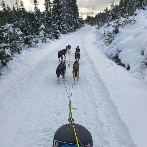 Hobbyspann (4 spann) (2 Solgt) Selges/omplasseres. Alaska husky