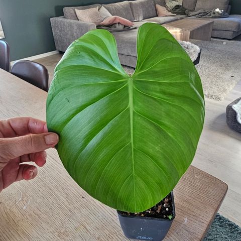 philodendron nangaritense (ekte)