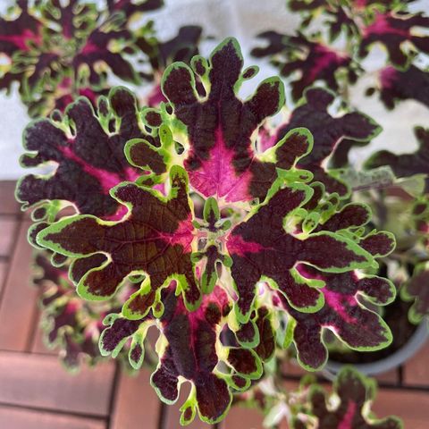 Coleus stiklinger