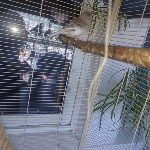 Sølv kanari fugle med stort bur