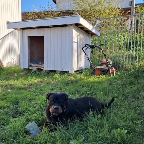 2 fine, store hundehus. Kan selges enkeltvis.