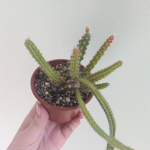 Aporocactus malisonii plante