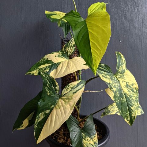 Syngonium Aurea Variegata stiklinger