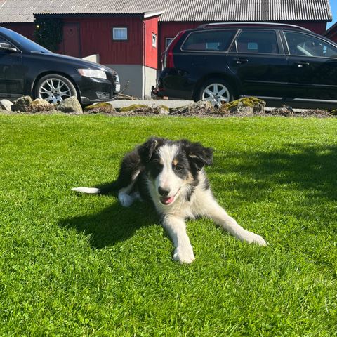 Flott Border Collie valp selges, 1 igjen! RESERVERT