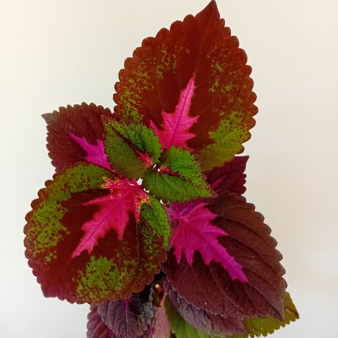 Coleus planter med potte og jord!