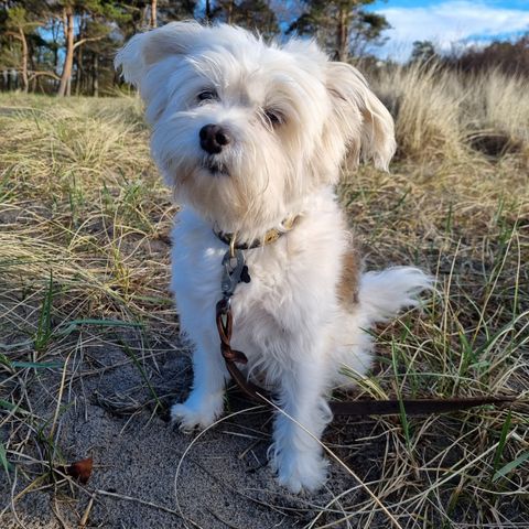 Hundepass i ferier samt avlastning