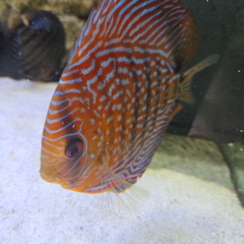 Diskus xxl discus