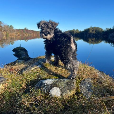 Bytte av hundepass