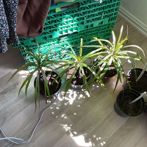 Palme Dracaena inneplante