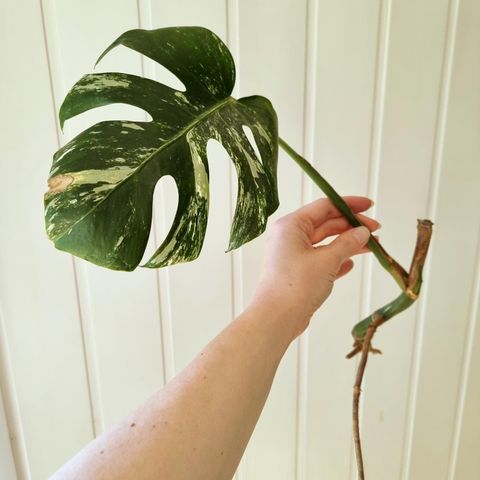 Monstera variegata stikling