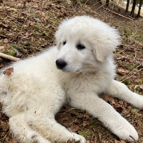 Maremma valp selges