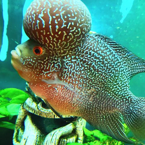 Flowerhorn ciklide