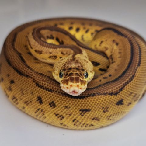 Bongo Leopard Pastel Clown 0.1