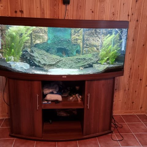 Juwel Vision 450L akvarium med LED belysning, luftpumpe og fisk