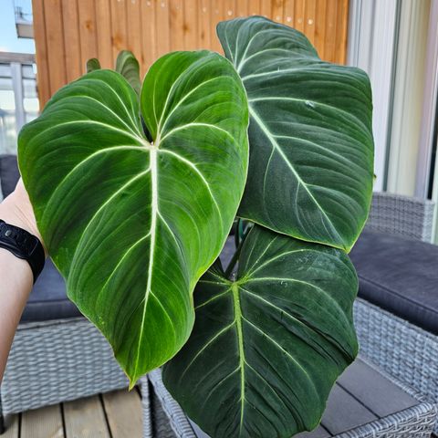 Philodendron Gloriosum