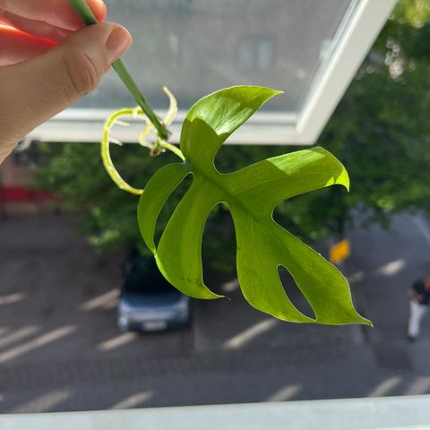 TOPPstiklinger Mini monstera - Rhaphidophora tetrasperma