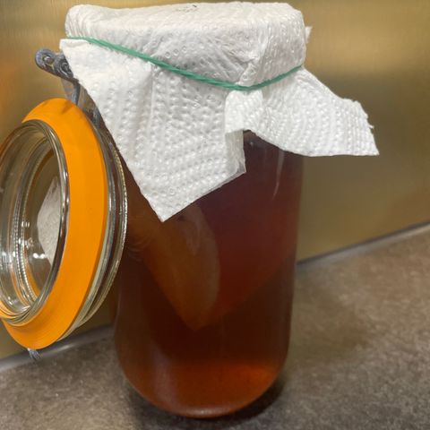 Kombucha scoby