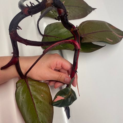 Philodendron PinkPrincess (PPP) stor stikling