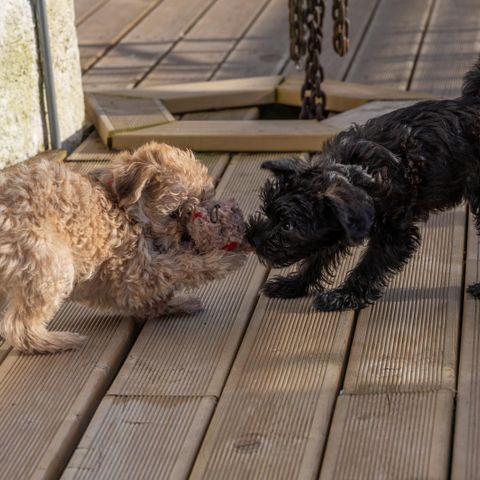 Yorkipoo valper klare for nytt hjem! (leveringsklare)