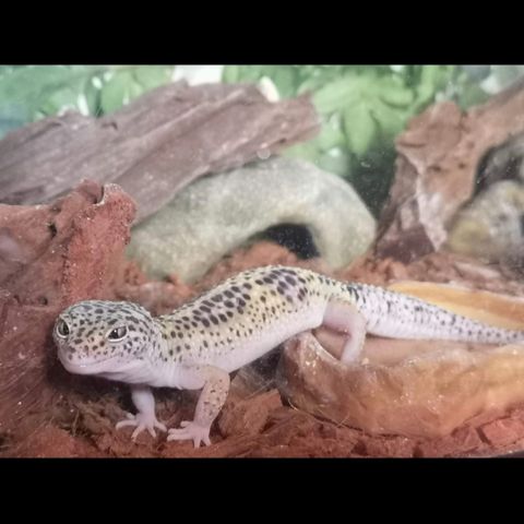 Leopard Gecko med terrarie