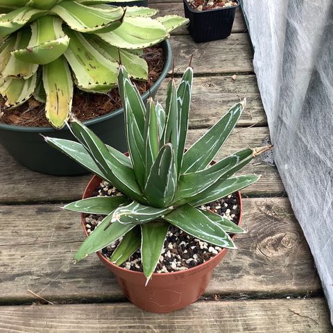 Agave victoria-reginae