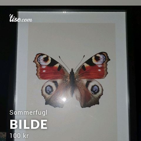 Sommerfugl bilde