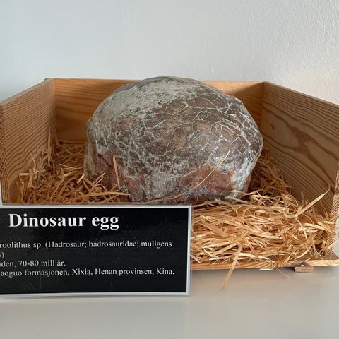 Svært sjeldent for salg! Stort ekte dinosauregg fra krittiden 70-80 mill år.