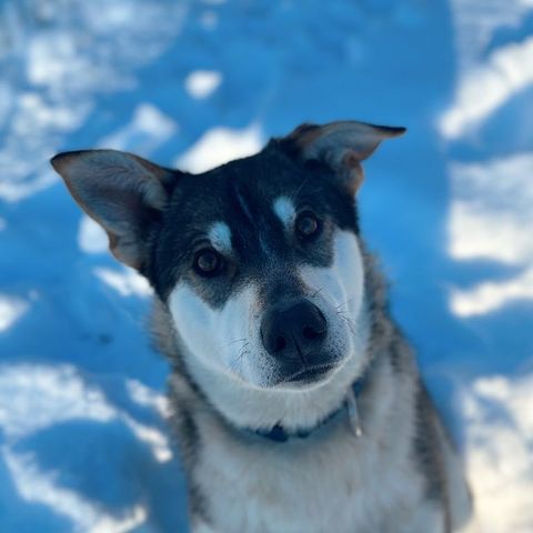 Alaska husky søker nytt hjem