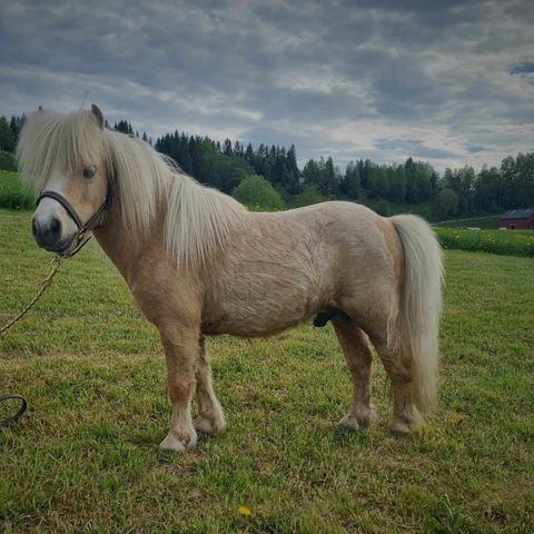 Kåret palomino mini shetlandshingst selges