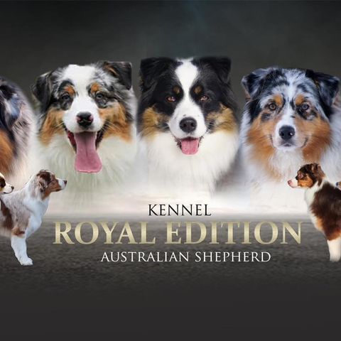 Australian Shepherd på avtale