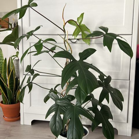 Philodendron Florida green