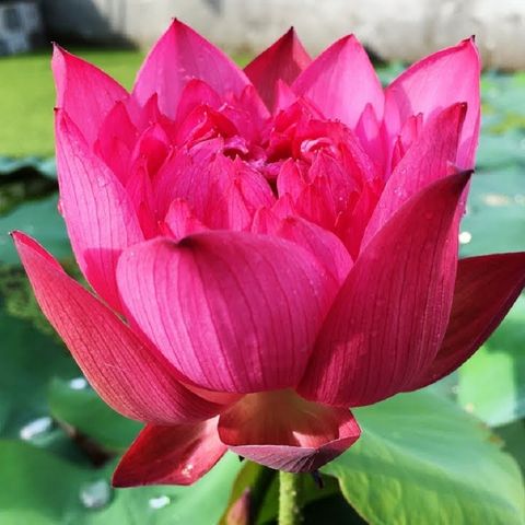 Lotus Nelumbo Nucifera aka Sacred Lotus for Aquarium & Pond - 💗Red💗