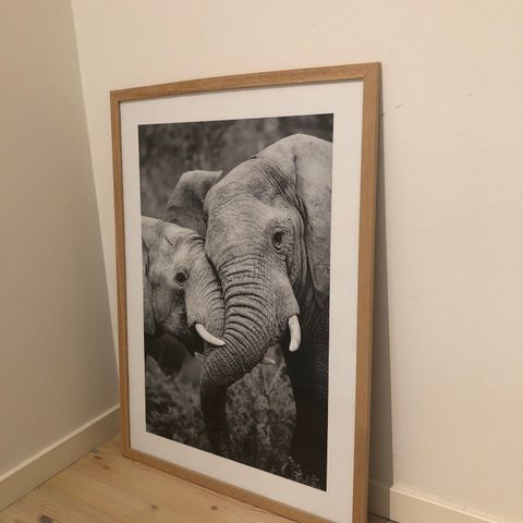 Plakat elefanter 50 x 70 cm uten ramme (hentes/sendes)