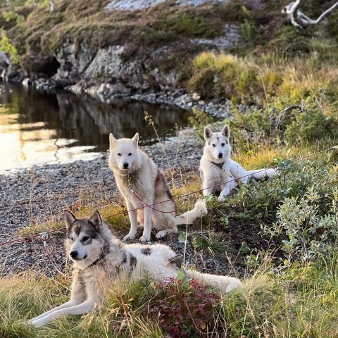 Husky søker turmenneske😊