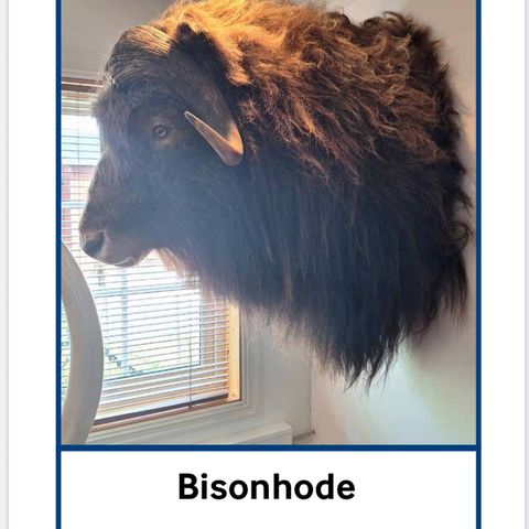 Bisonhode