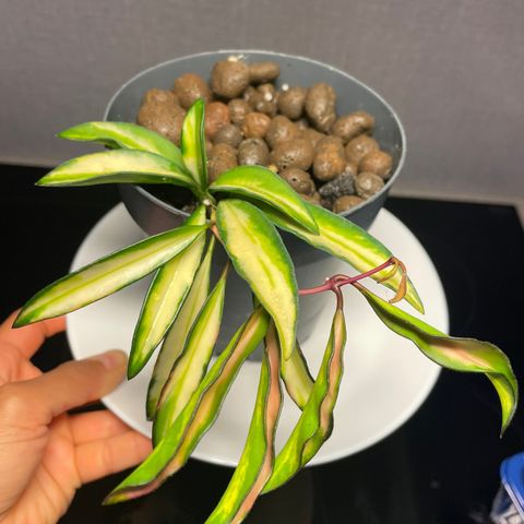 Hoya wayetii tricolor