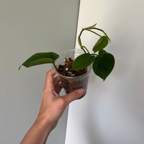 Philodendron Brasil toppstikling  (reverted?)