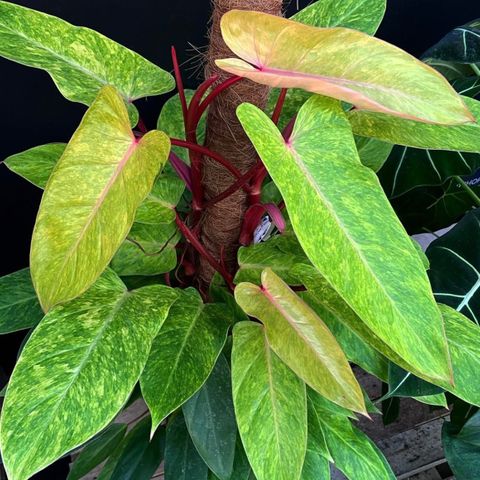 Philodendron painted lady stiklinger