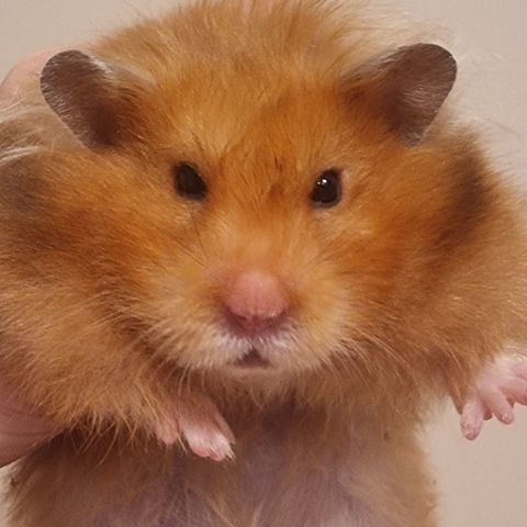 Lykkelabb hamsteroppdrett har en nydelig hamster til omplassering