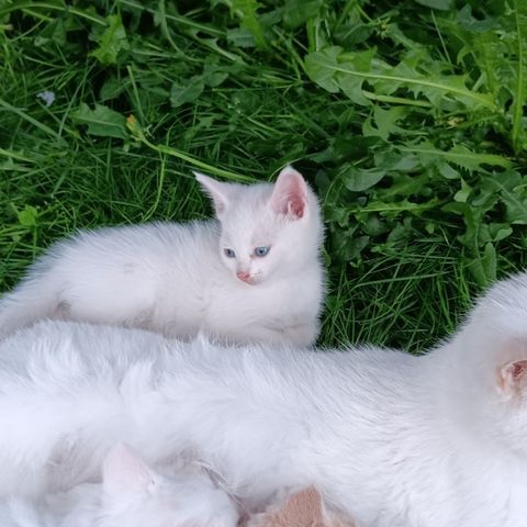Hvit kattunge, lille Olaf, RESERVERT