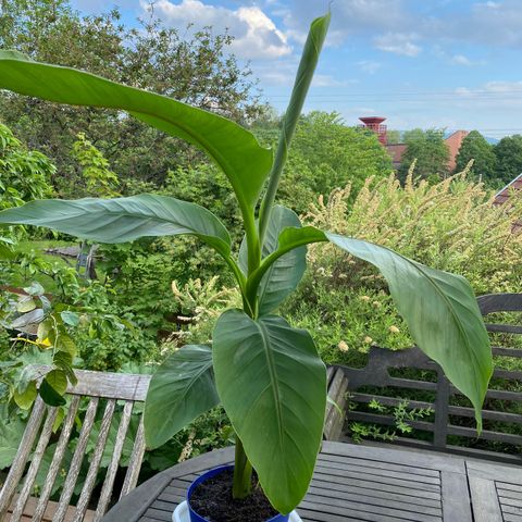 Banan plante (Musa basjoo) i full vekst