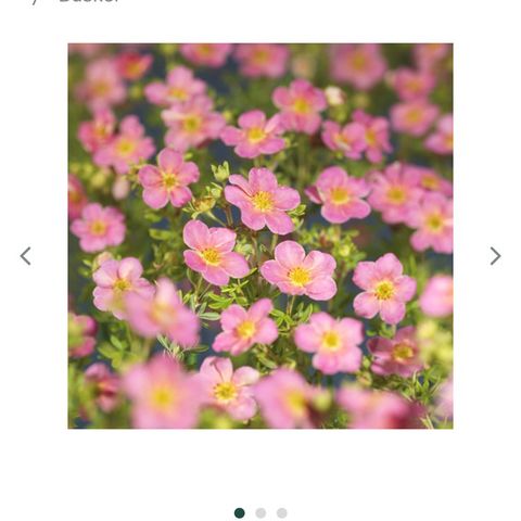 Potentilla - Pink Beauty busker til salg