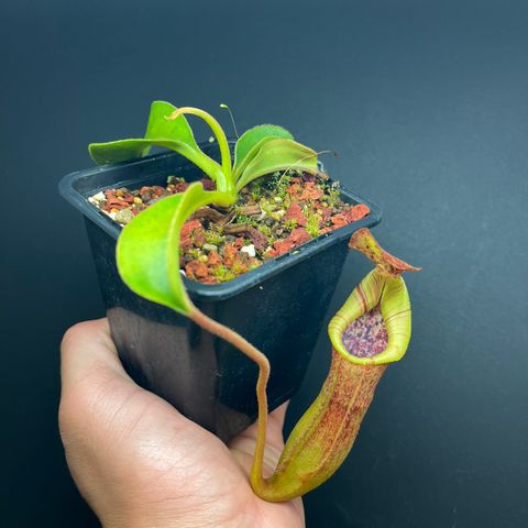 Nepenthes minima x lowii