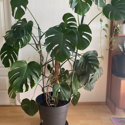 Monstera Deliciosa