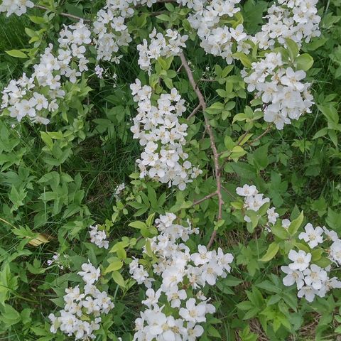 Sargenteple / Malus sargentii - avleggere