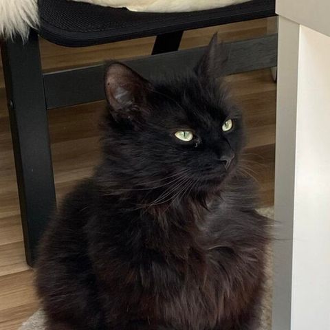 Adoptere Katt (hannkatt, 2år)