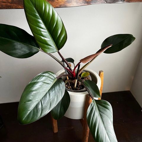 Philodendron Rojo Kongo stiklinger (2-3 blader)