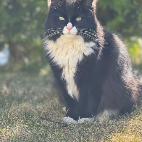 Supercat trenger et nytt hjem