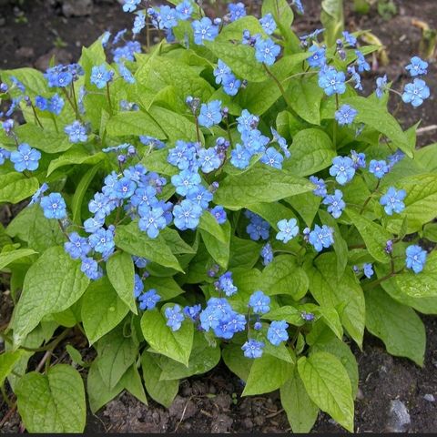 Vårkjærminne (Omphalodes verna)