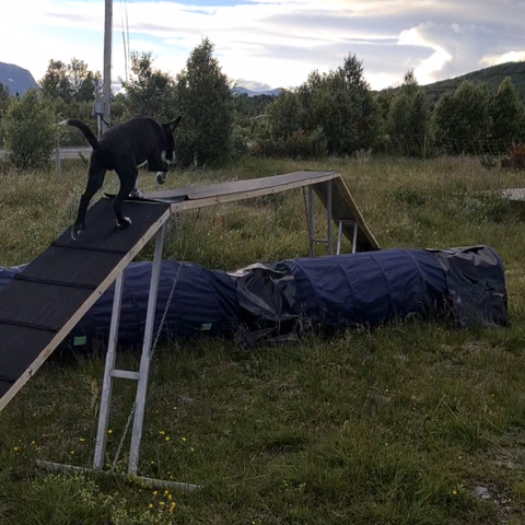 Agility stige/bom for hund selges